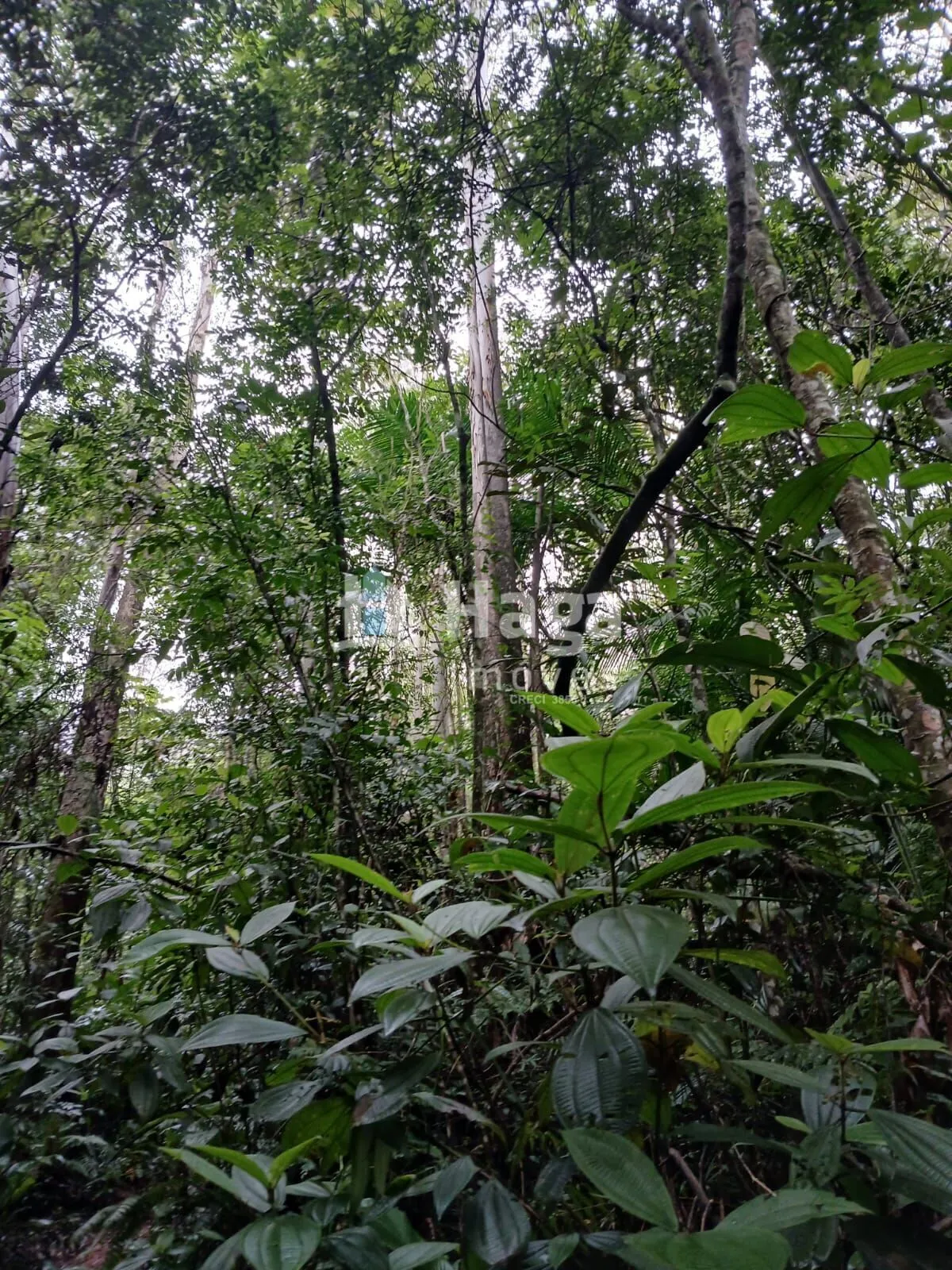 Plot for sale of 51 acres in Turvo, SC, Brazil