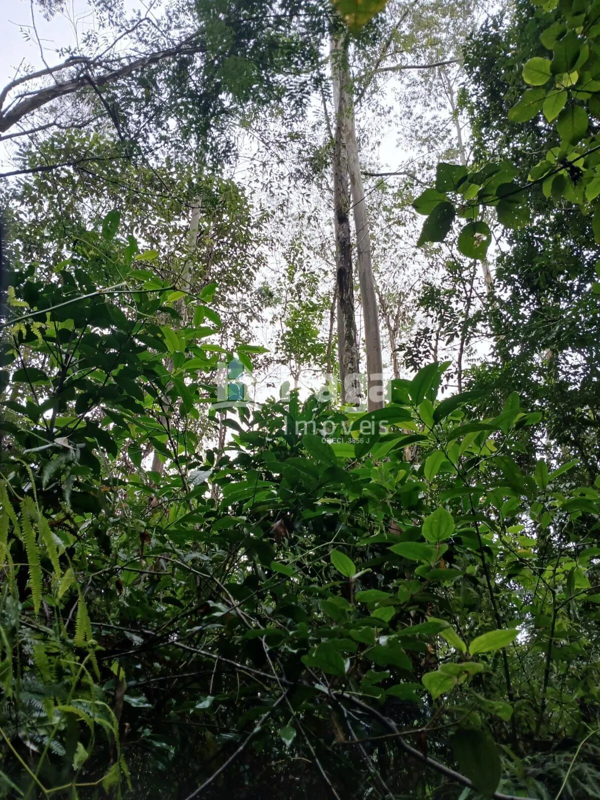Plot for sale of 51 acres in Turvo, SC, Brazil