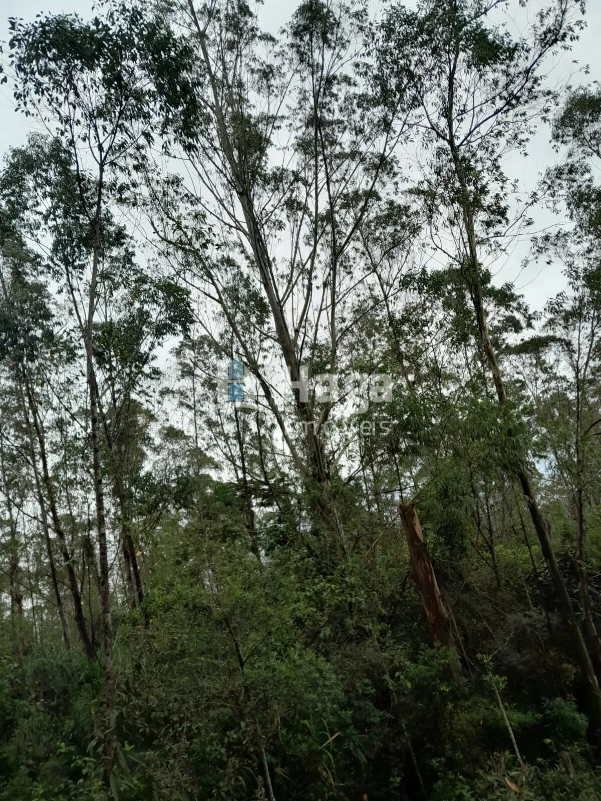 Plot for sale of 51 acres in Turvo, SC, Brazil