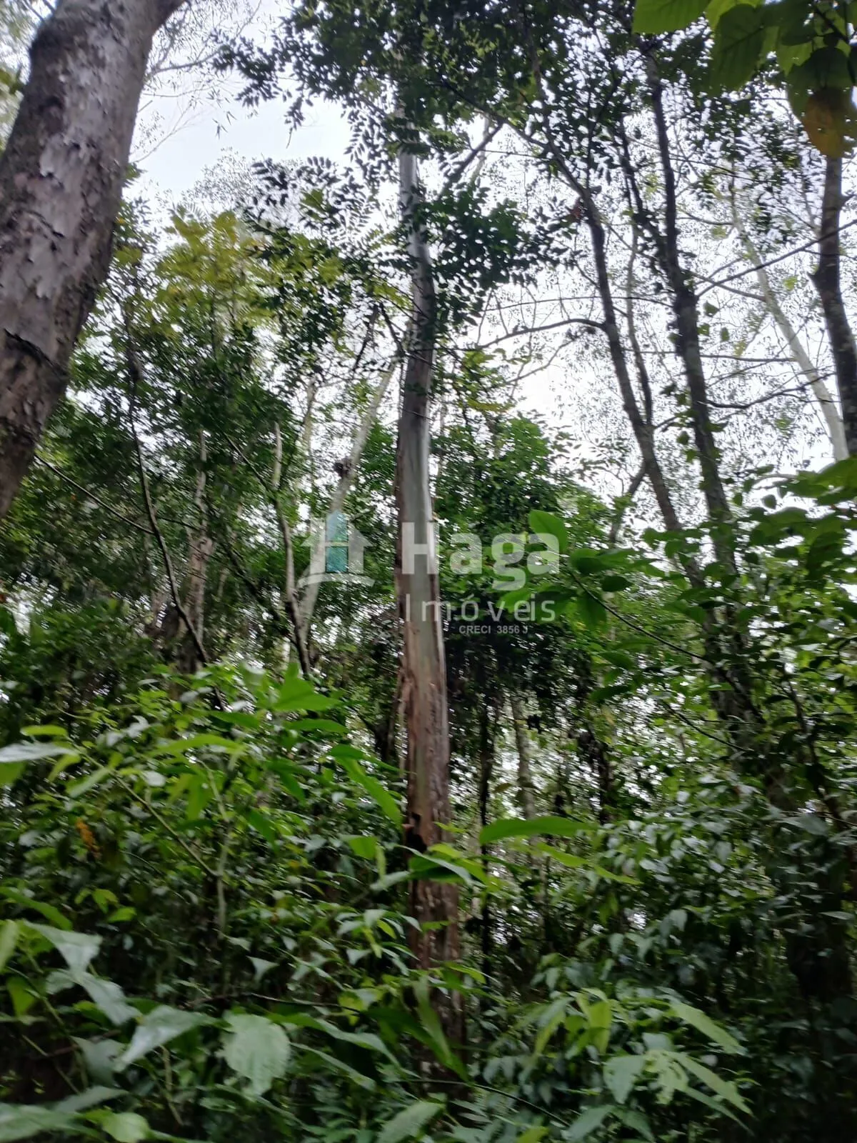 Plot for sale of 51 acres in Turvo, SC, Brazil