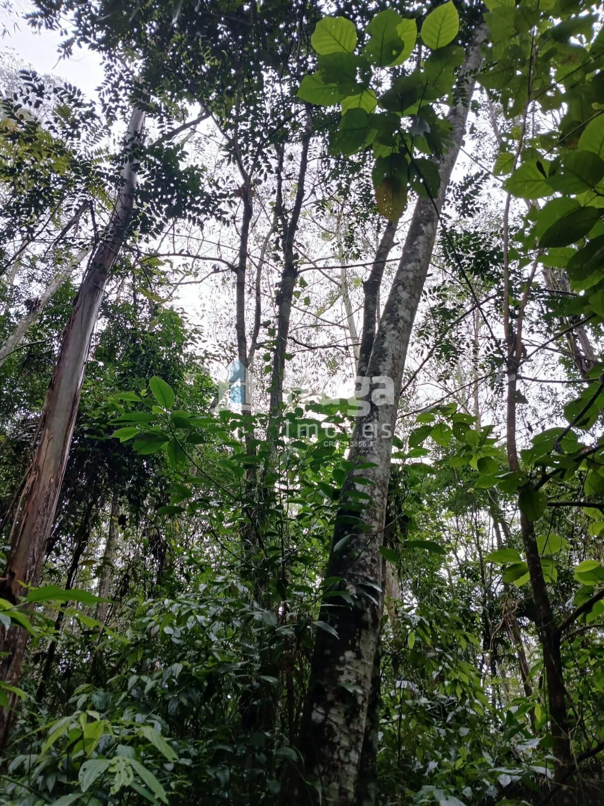 Plot for sale of 51 acres in Turvo, SC, Brazil