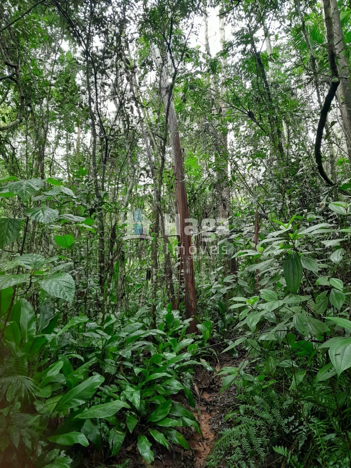 Plot for sale of 51 acres in Turvo, SC, Brazil