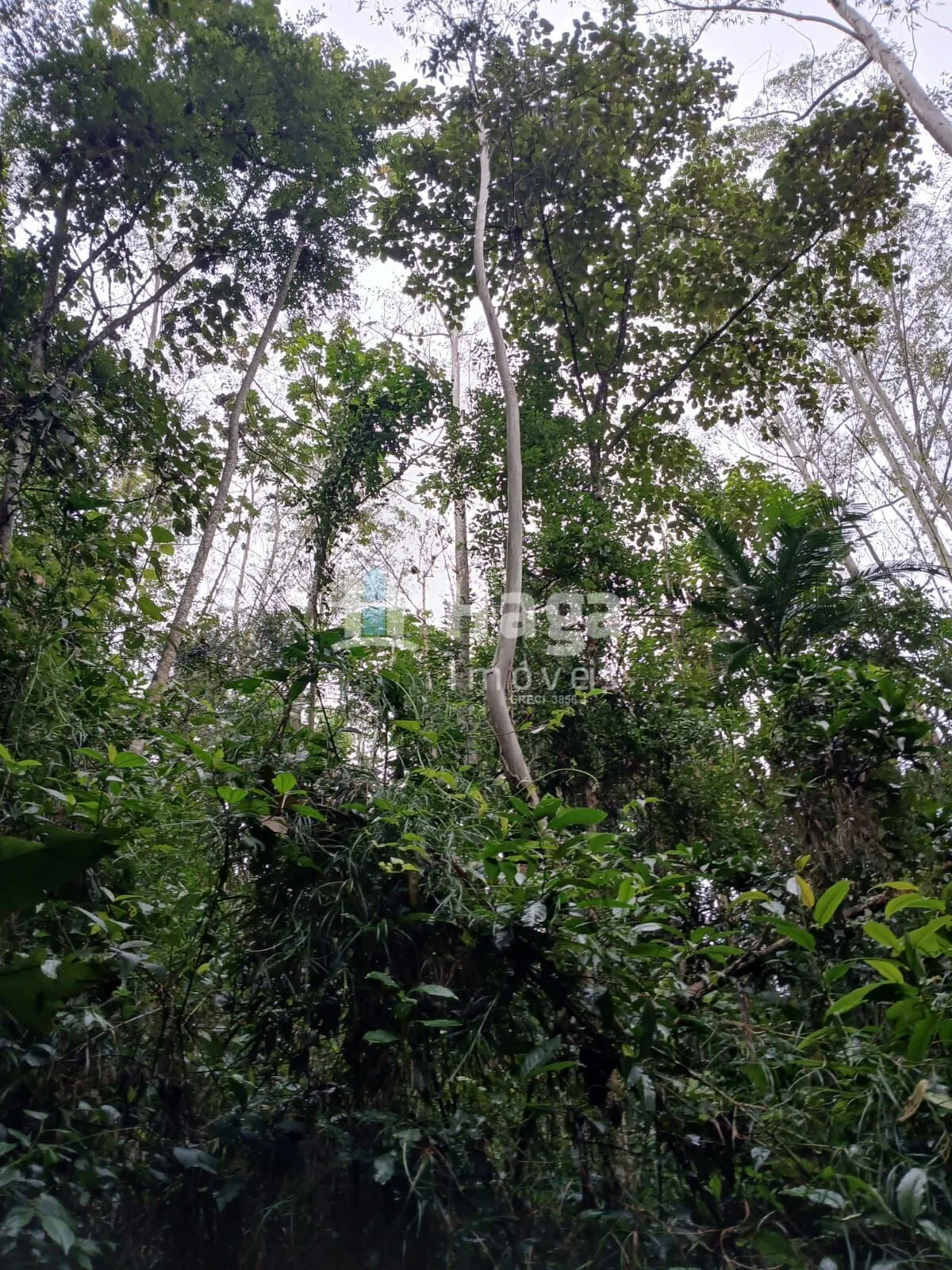 Plot for sale of 51 acres in Turvo, SC, Brazil