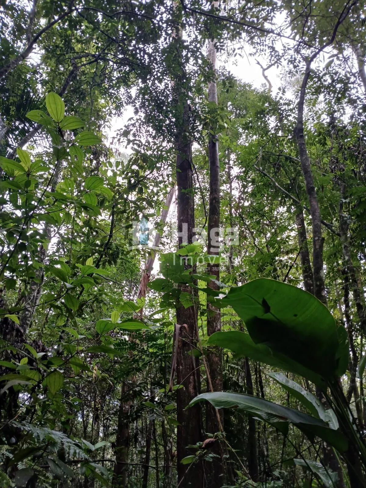 Plot for sale of 51 acres in Turvo, SC, Brazil