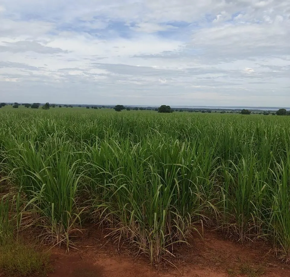 Farm for sale of 309 acres in Dracena, SP, Brazil