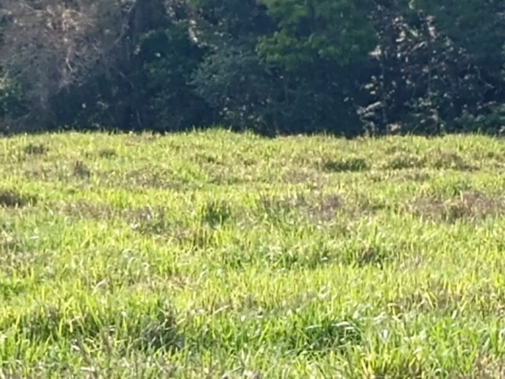 Sítio à venda de 13 ha em Itapetininga, SP, Brasil