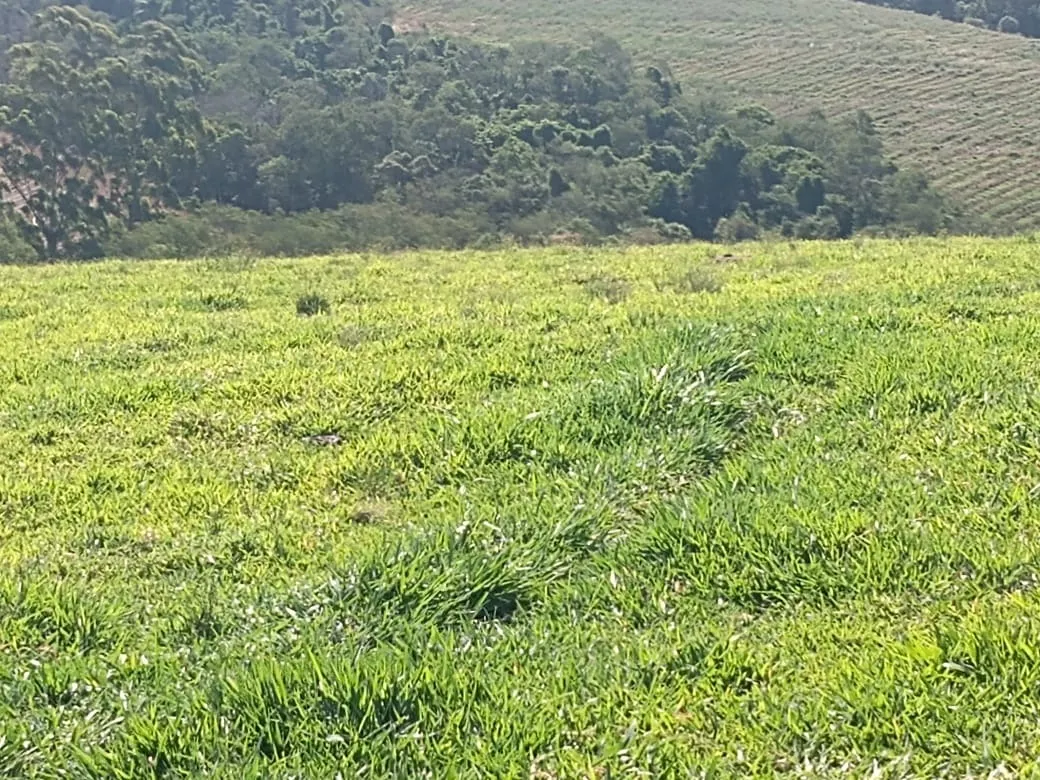 Sítio à venda de 13 ha em Itapetininga, SP, Brasil