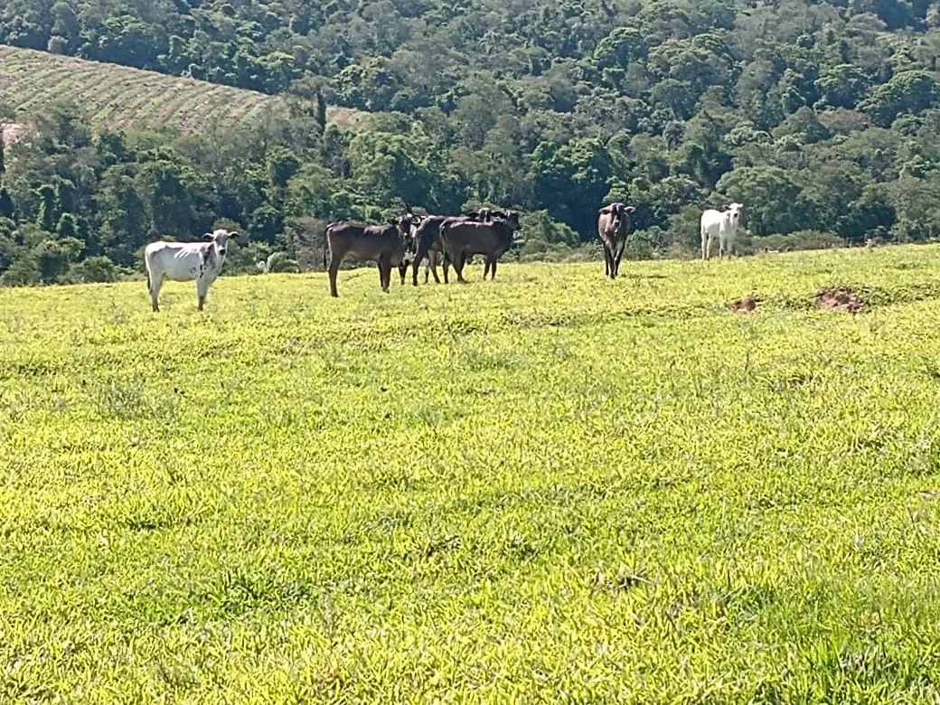 Sítio à venda de 13 ha em Itapetininga, SP, Brasil