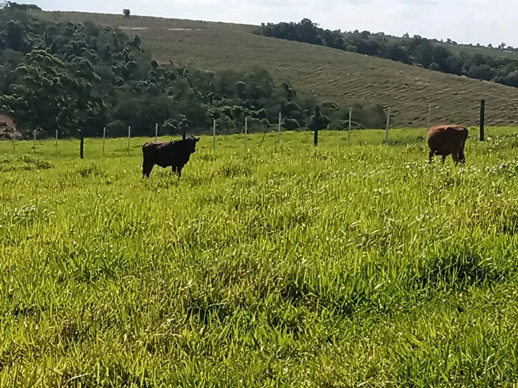Sítio à venda de 13 ha em Itapetininga, SP, Brasil