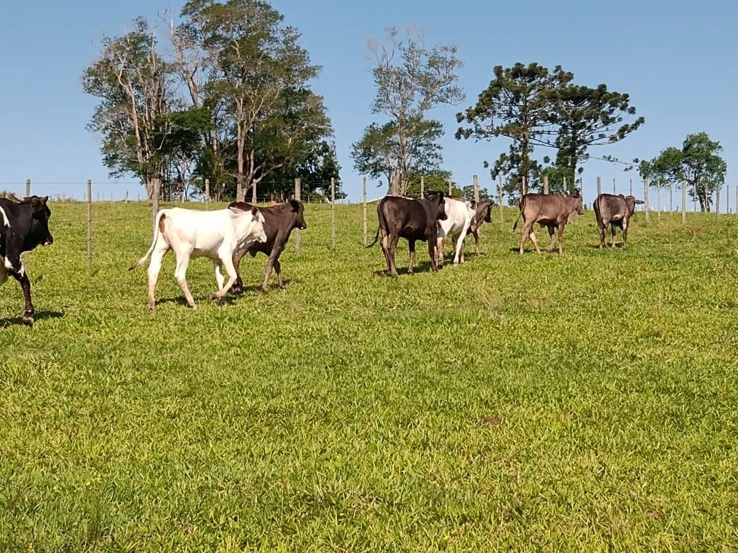 Sítio à venda de 13 ha em Itapetininga, SP, Brasil