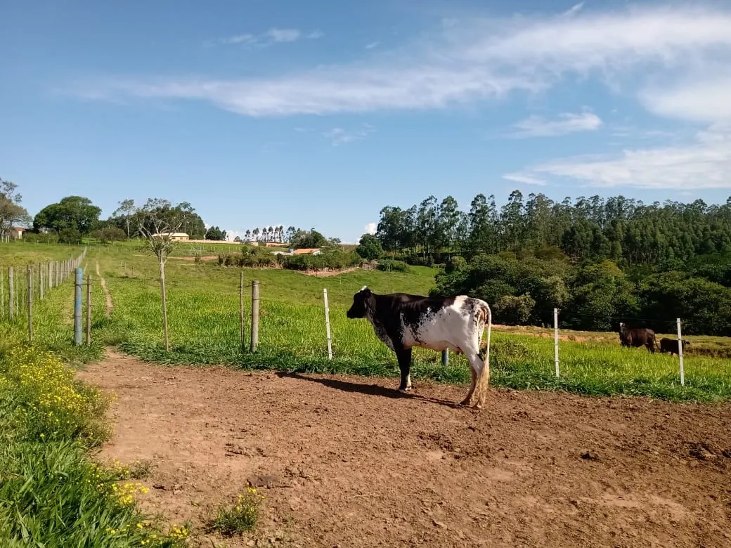Sítio à venda de 13 ha em Itapetininga, SP, Brasil