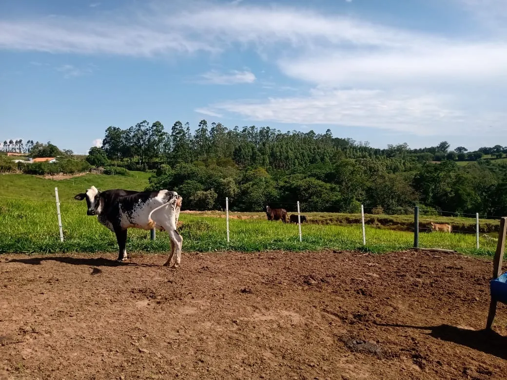Sítio à venda de 13 ha em Itapetininga, SP, Brasil