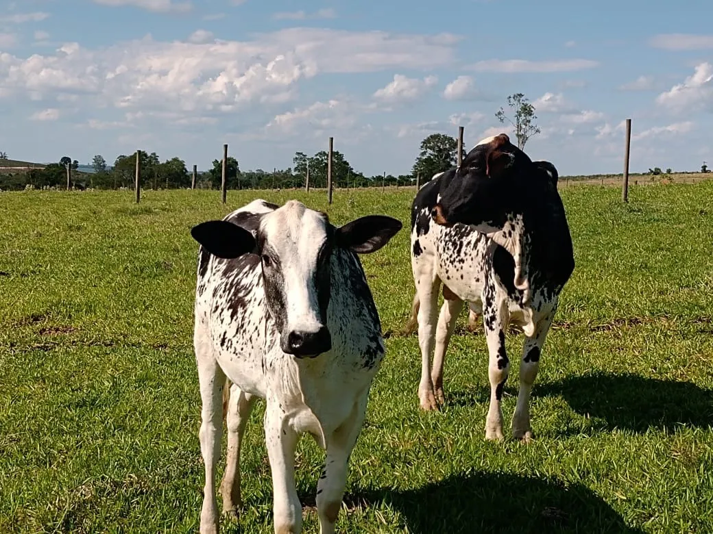 Sítio à venda de 13 ha em Itapetininga, SP, Brasil