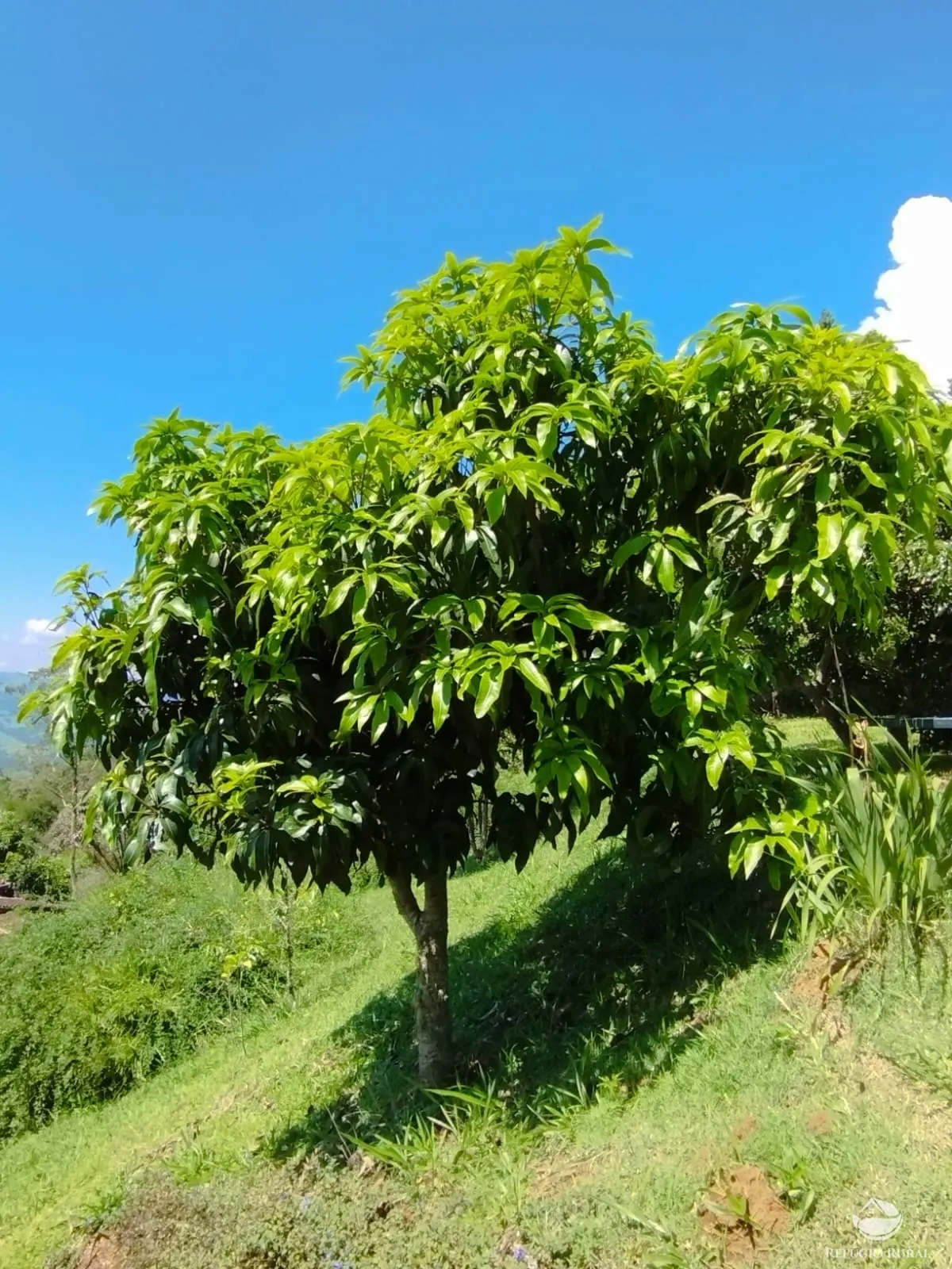 Small farm for sale of 6 acres in São José dos Campos, SP, Brazil