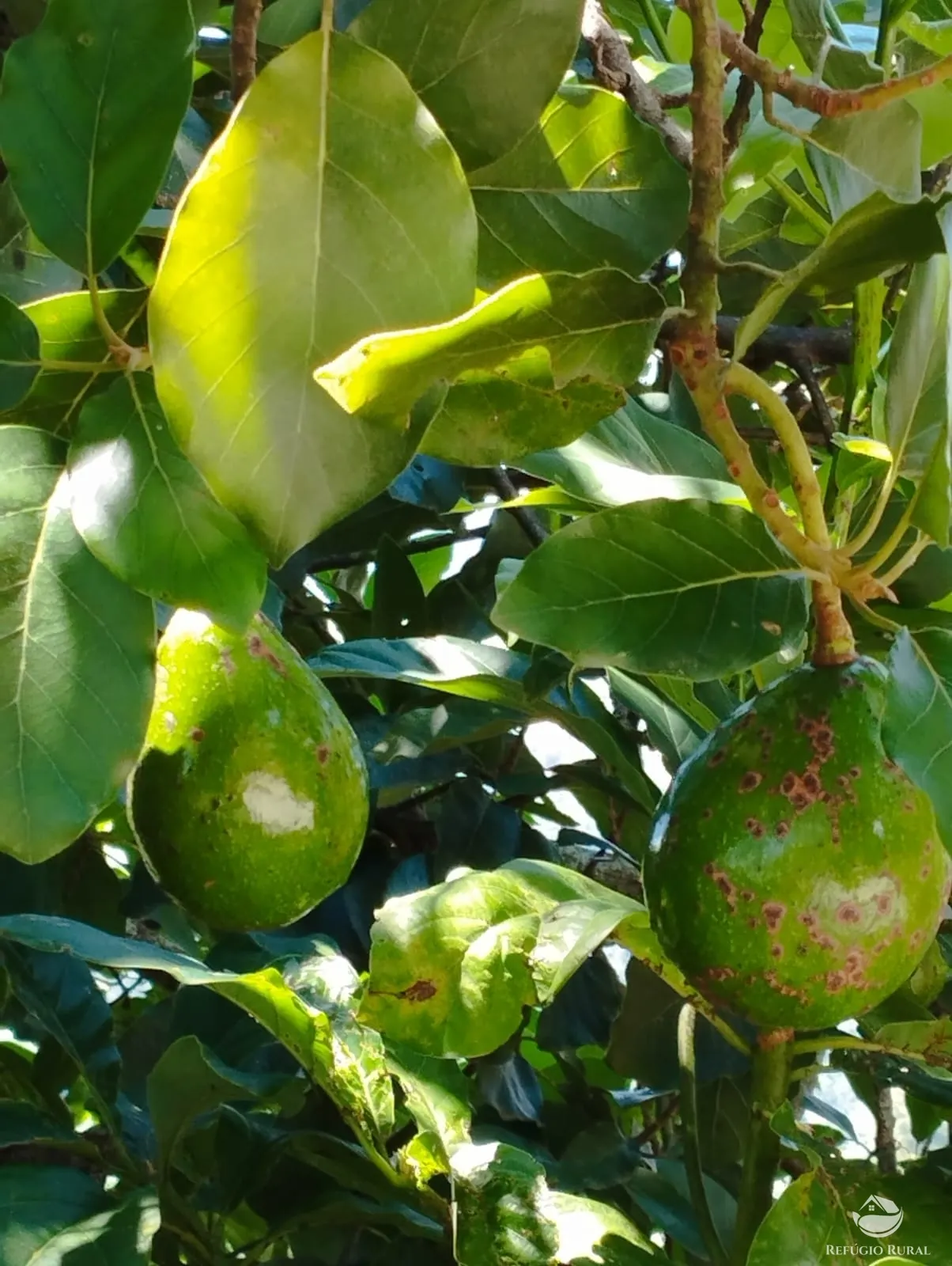Small farm for sale of 6 acres in São José dos Campos, SP, Brazil