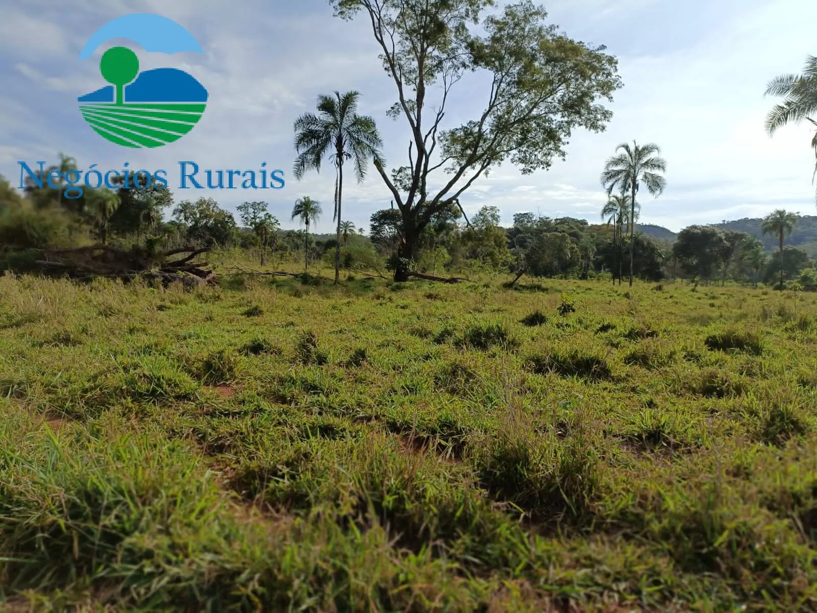 Fazenda à venda de 484 ha em Campinaçu, GO, Brasil
