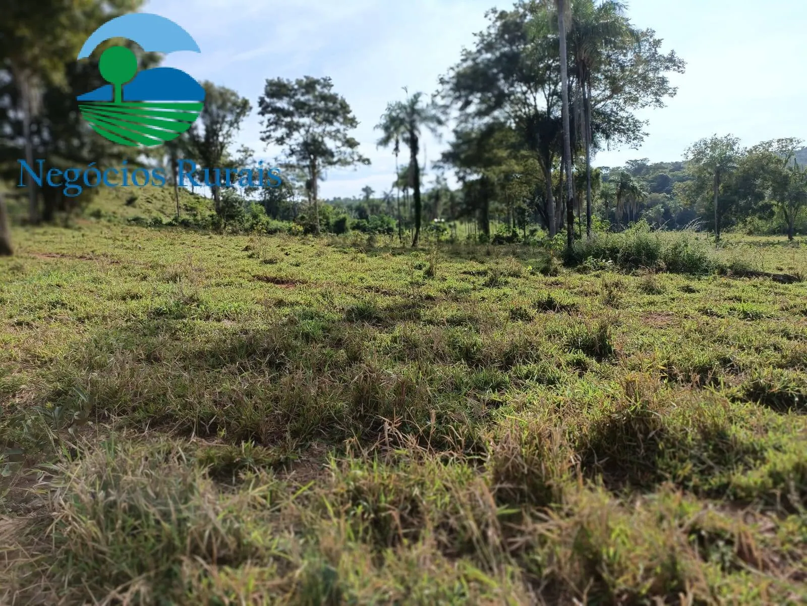 Fazenda à venda de 484 ha em Campinaçu, GO, Brasil