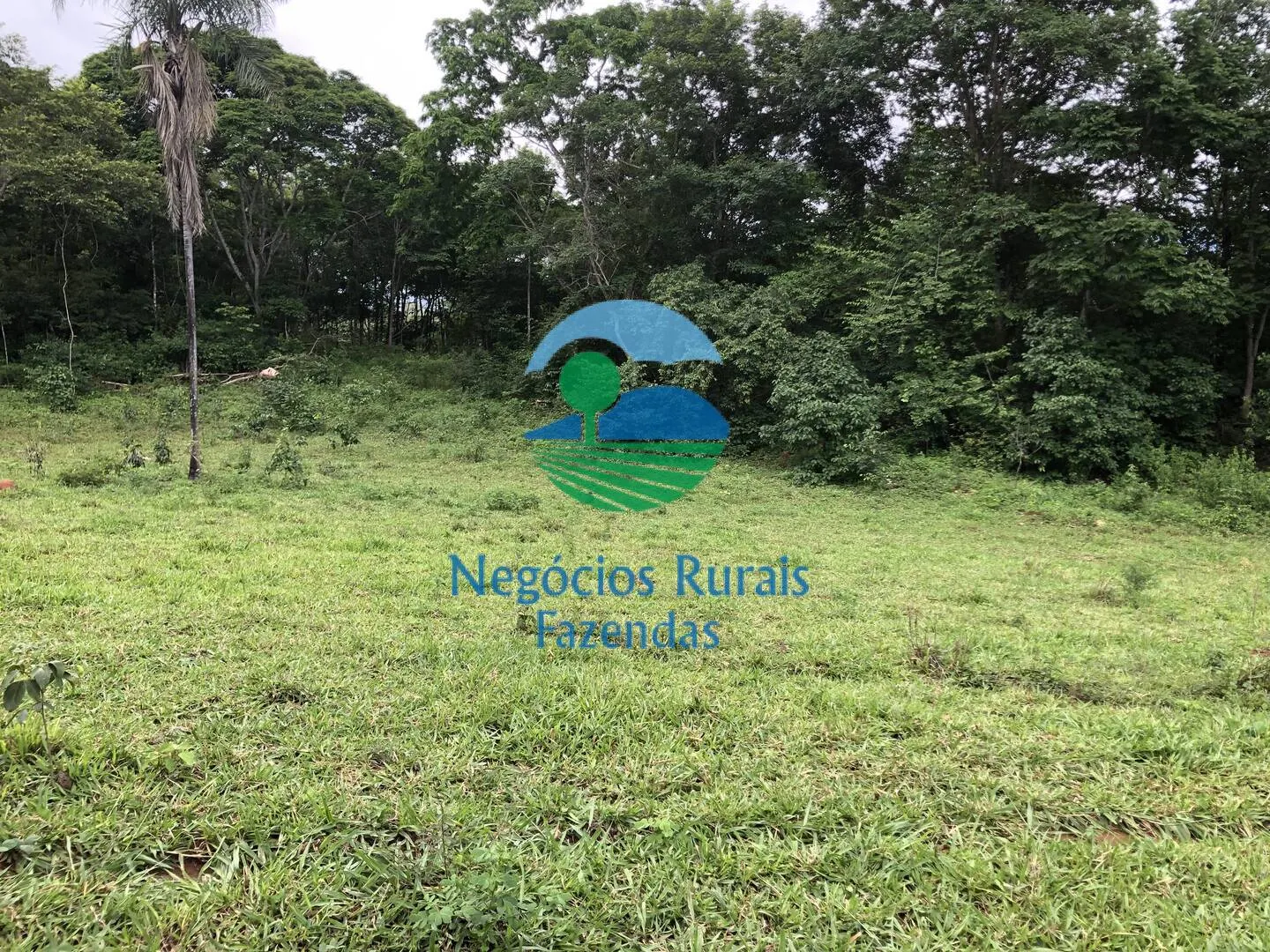 Fazenda à venda de 484 ha em Campinaçu, GO, Brasil