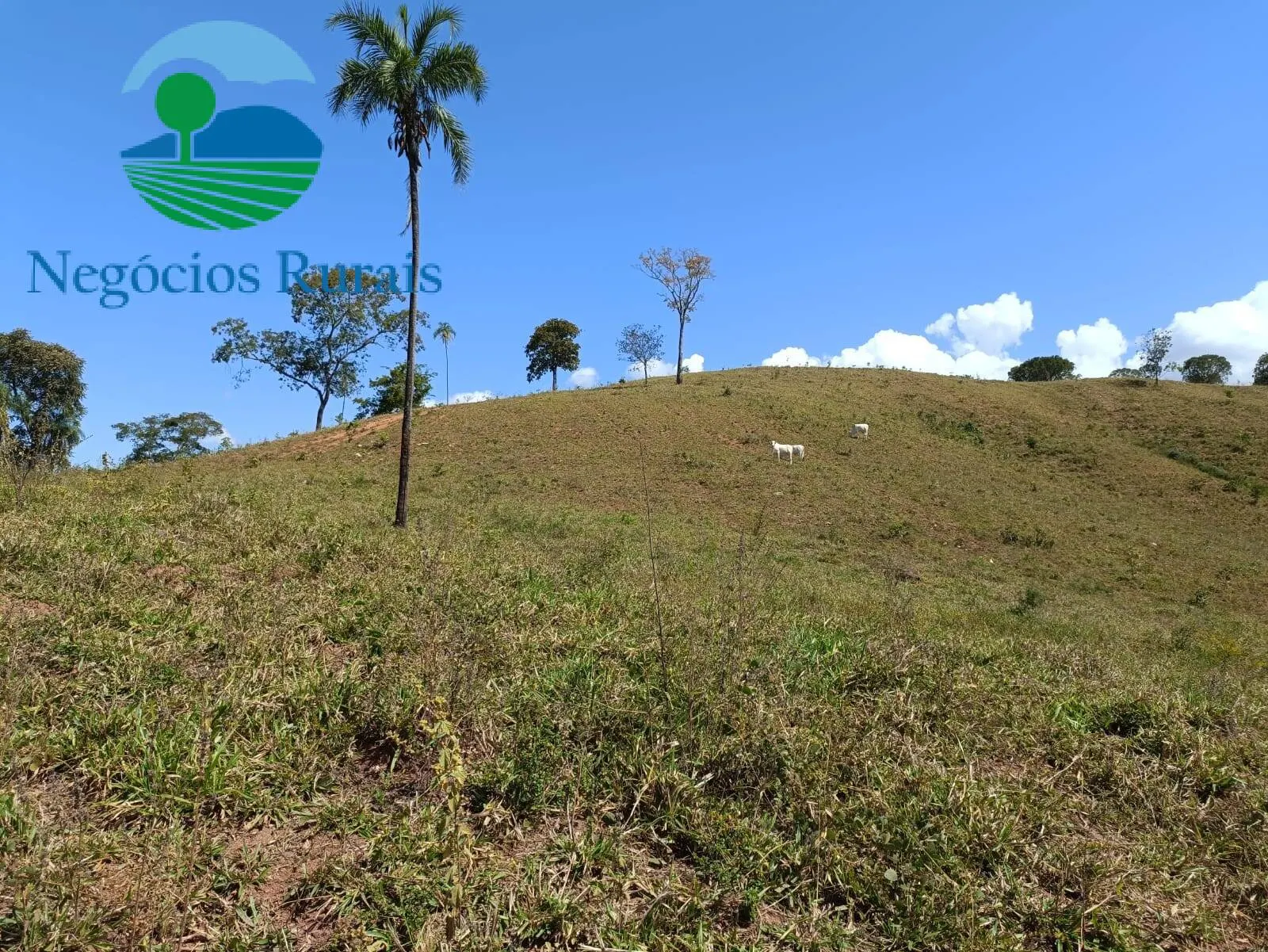 Fazenda à venda de 484 ha em Campinaçu, GO, Brasil