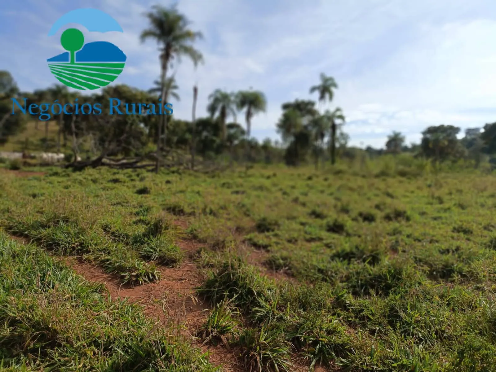 Fazenda à venda de 484 ha em Campinaçu, GO, Brasil