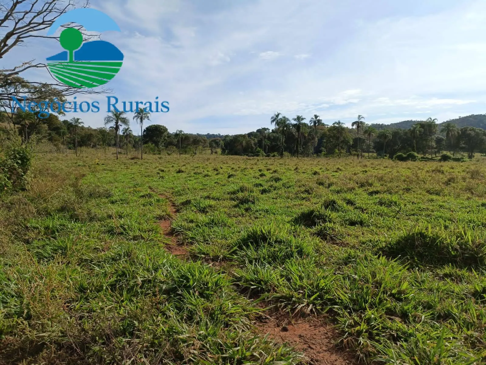 Fazenda à venda de 484 ha em Campinaçu, GO, Brasil
