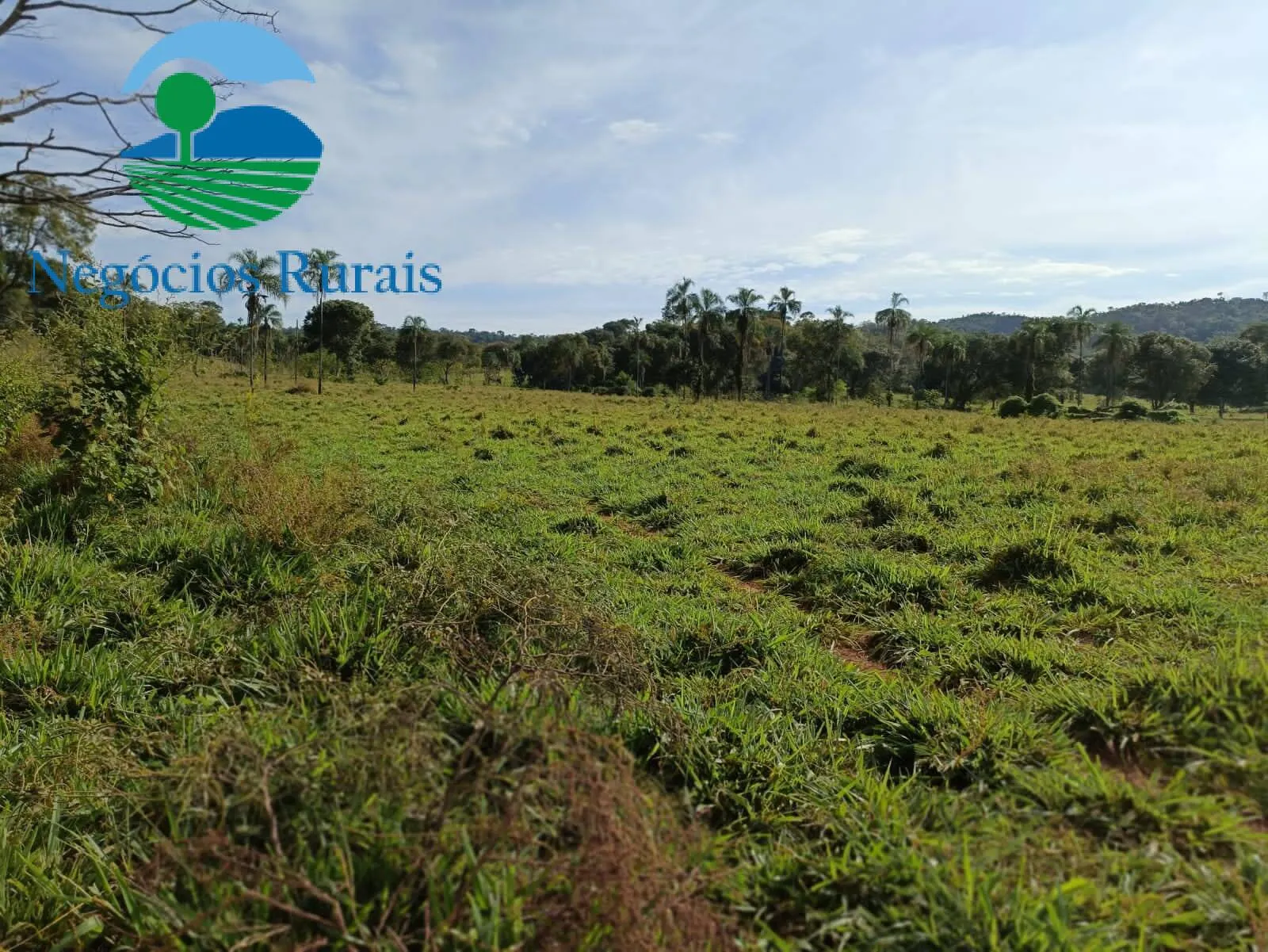 Fazenda à venda de 484 ha em Campinaçu, GO, Brasil