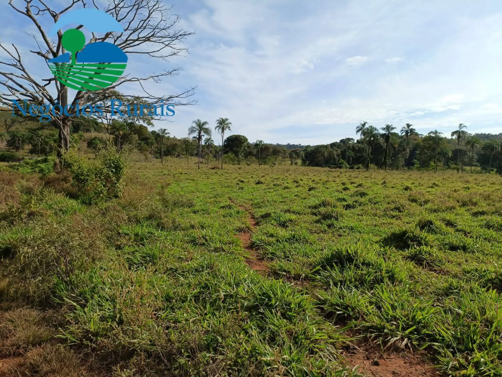 Fazenda à venda de 484 ha em Campinaçu, GO, Brasil