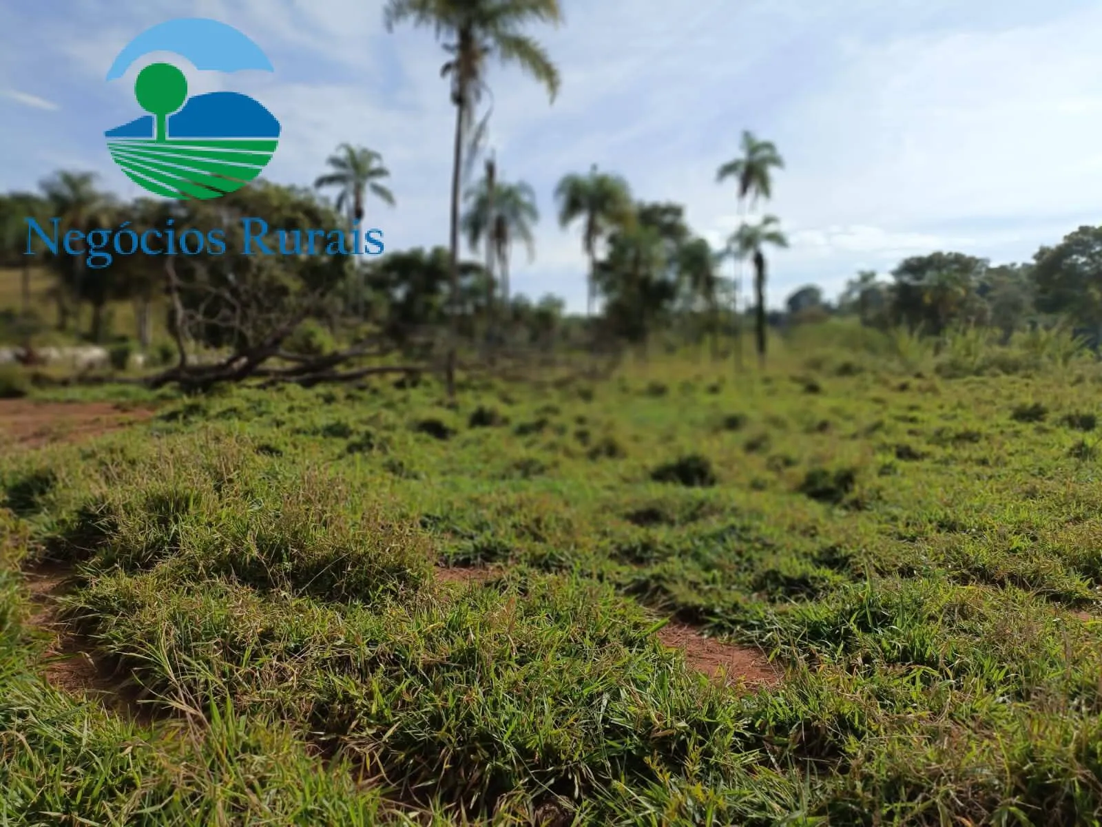 Farm for sale of 1,196 acres in Campinaçu, GO, Brazil