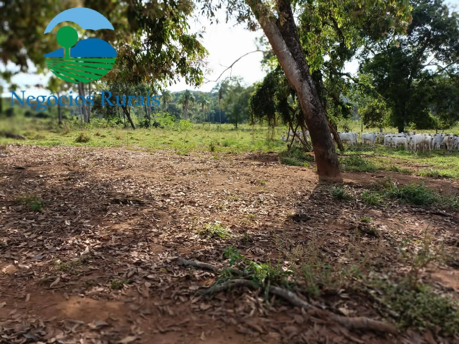 Fazenda à venda de 484 ha em Campinaçu, GO, Brasil
