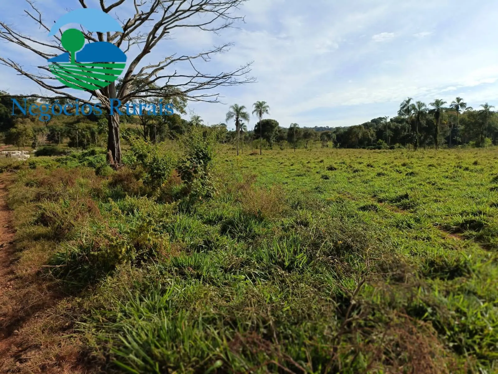 Fazenda à venda de 484 ha em Campinaçu, GO, Brasil