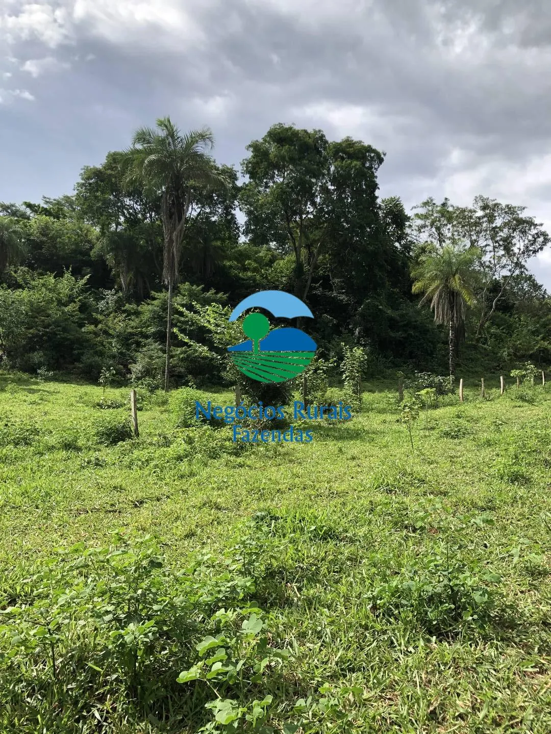 Fazenda à venda de 484 ha em Campinaçu, GO, Brasil