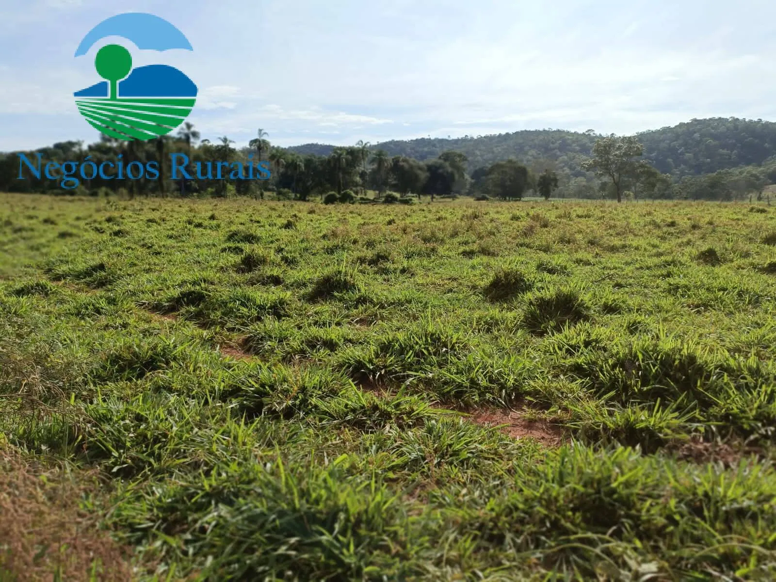 Fazenda à venda de 484 ha em Campinaçu, GO, Brasil