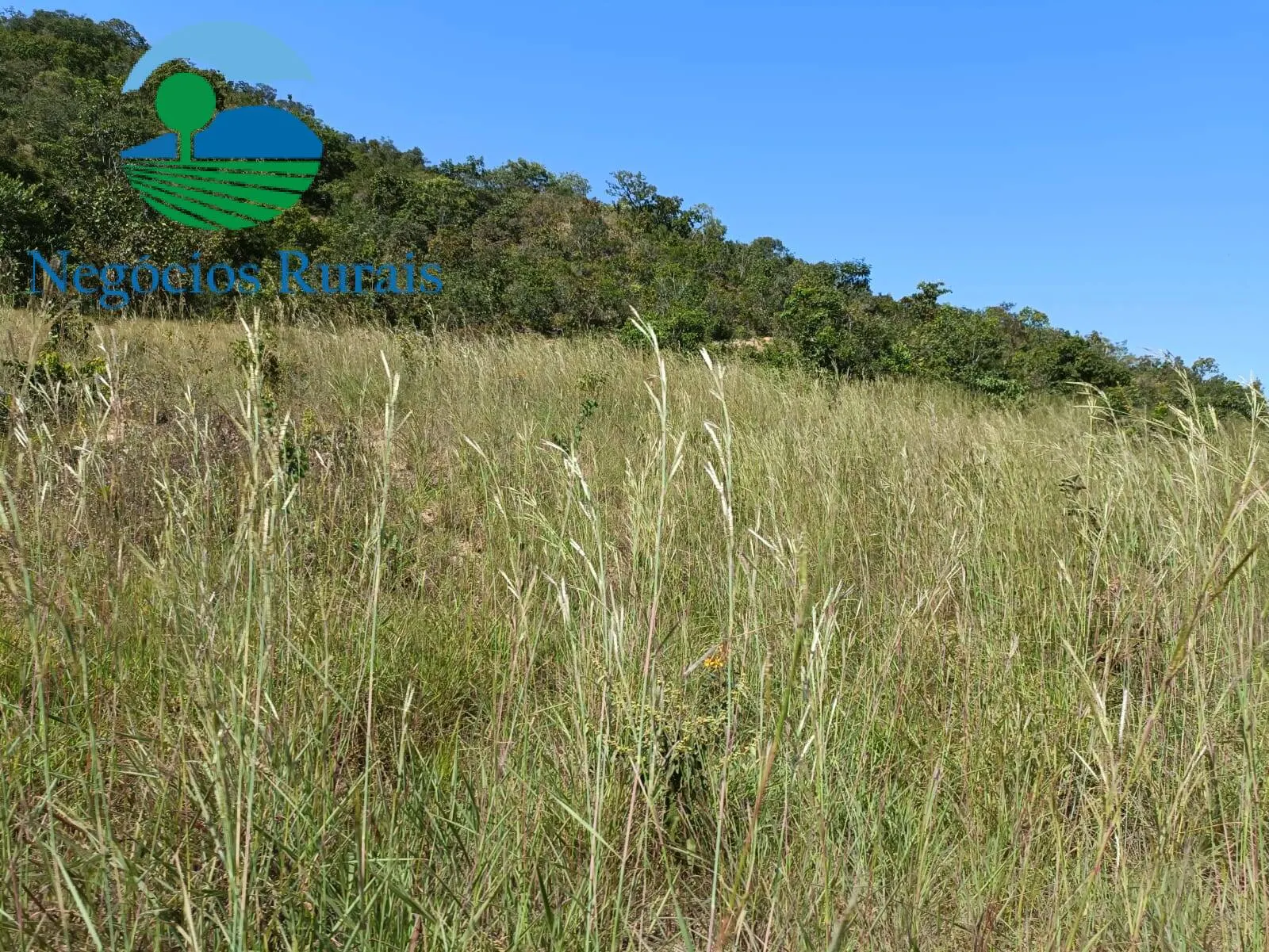 Fazenda à venda de 484 ha em Campinaçu, GO, Brasil