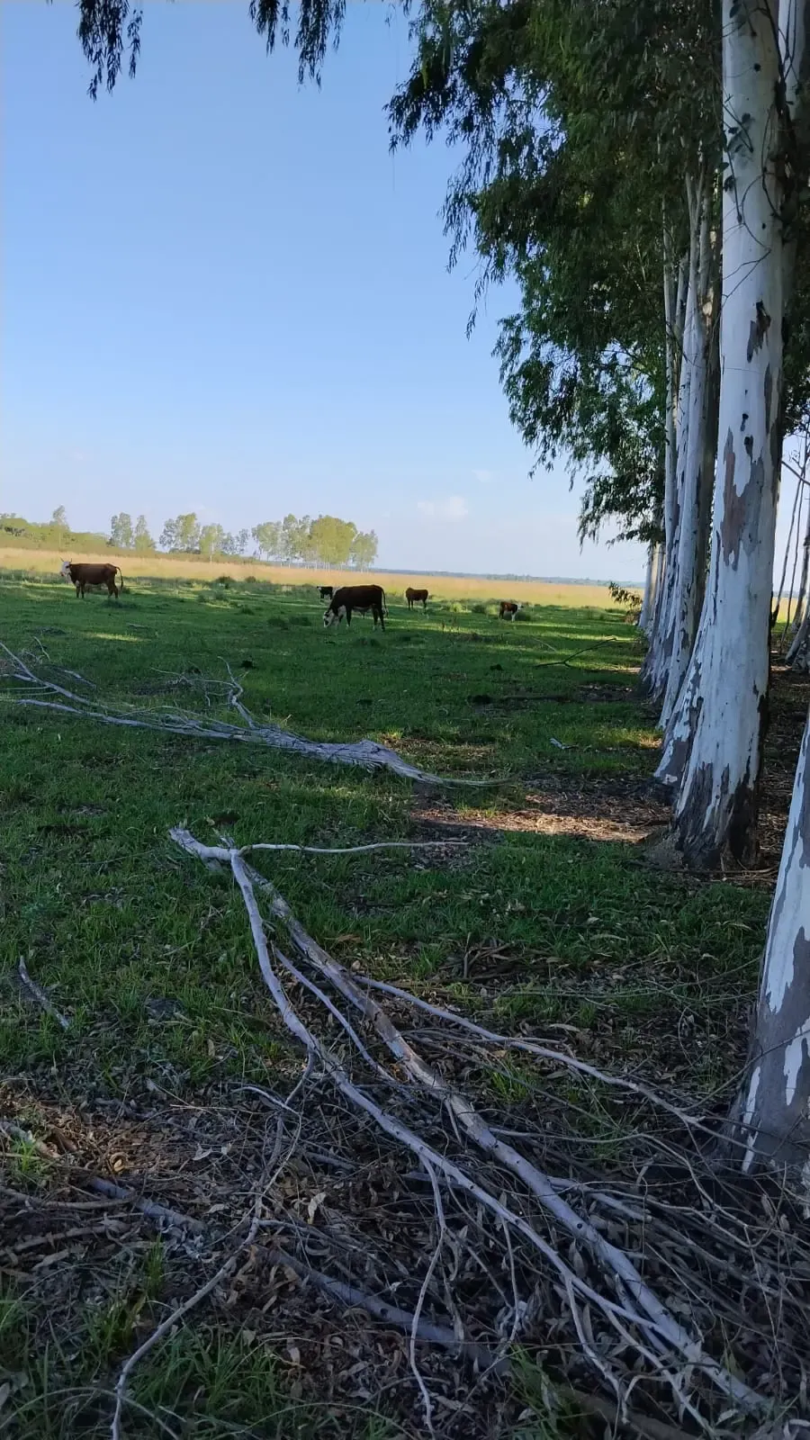 Fazenda à venda de 288 ha em Arroyos y Esteros, Paraguai