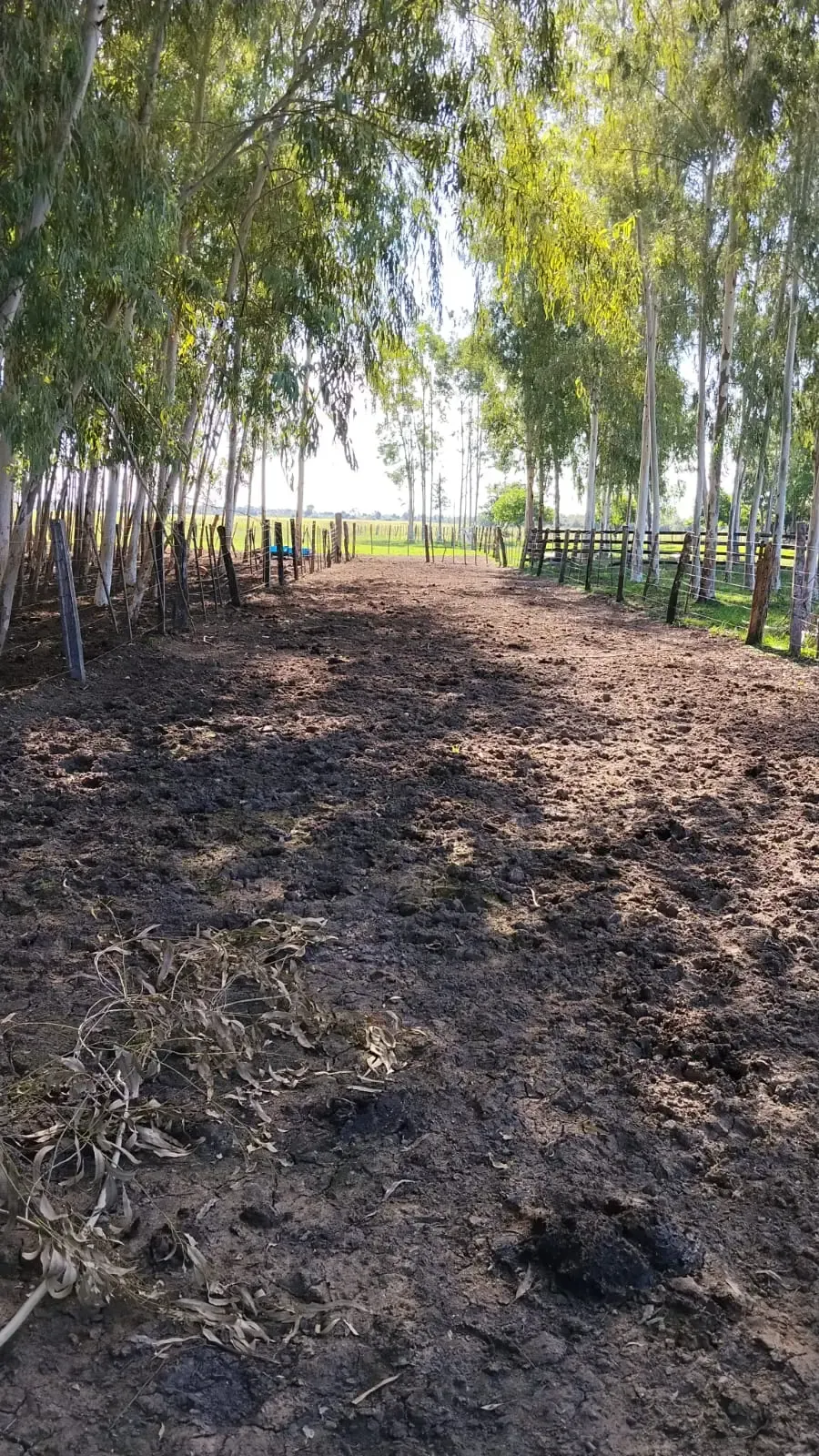 Fazenda à venda de 288 ha em Arroyos y Esteros, Paraguai