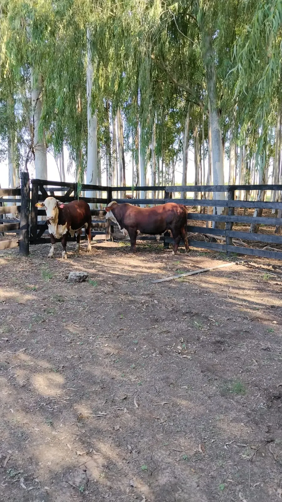 Fazenda à venda de 288 ha em Arroyos y Esteros, Paraguai