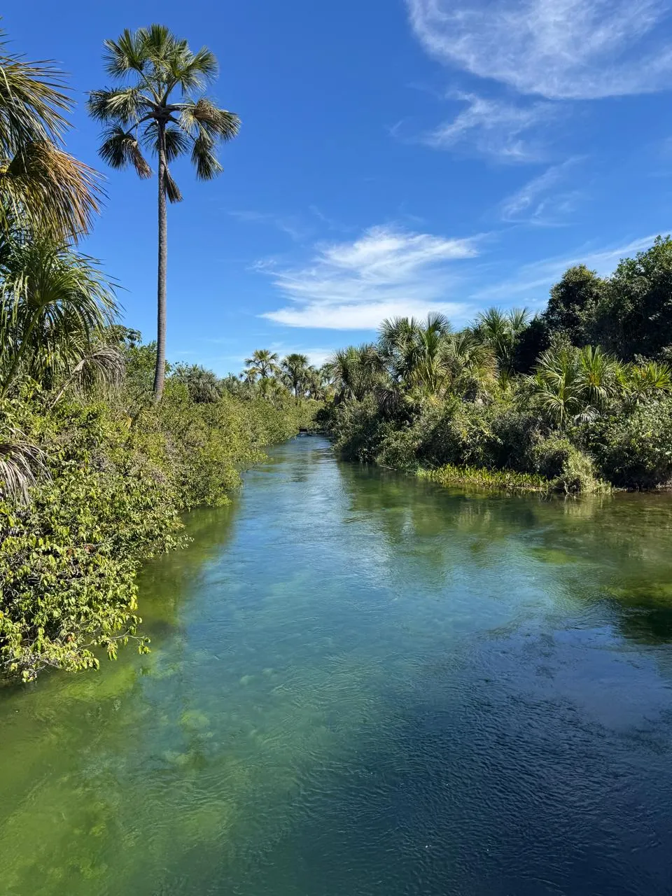 Farm for sale of 12,355 acres in Jaborandi, BA, Brazil
