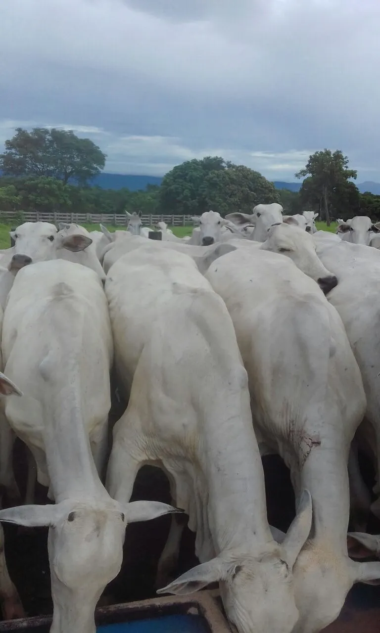 Fazenda à venda de 1.952 ha em Poconé, MT, Brasil