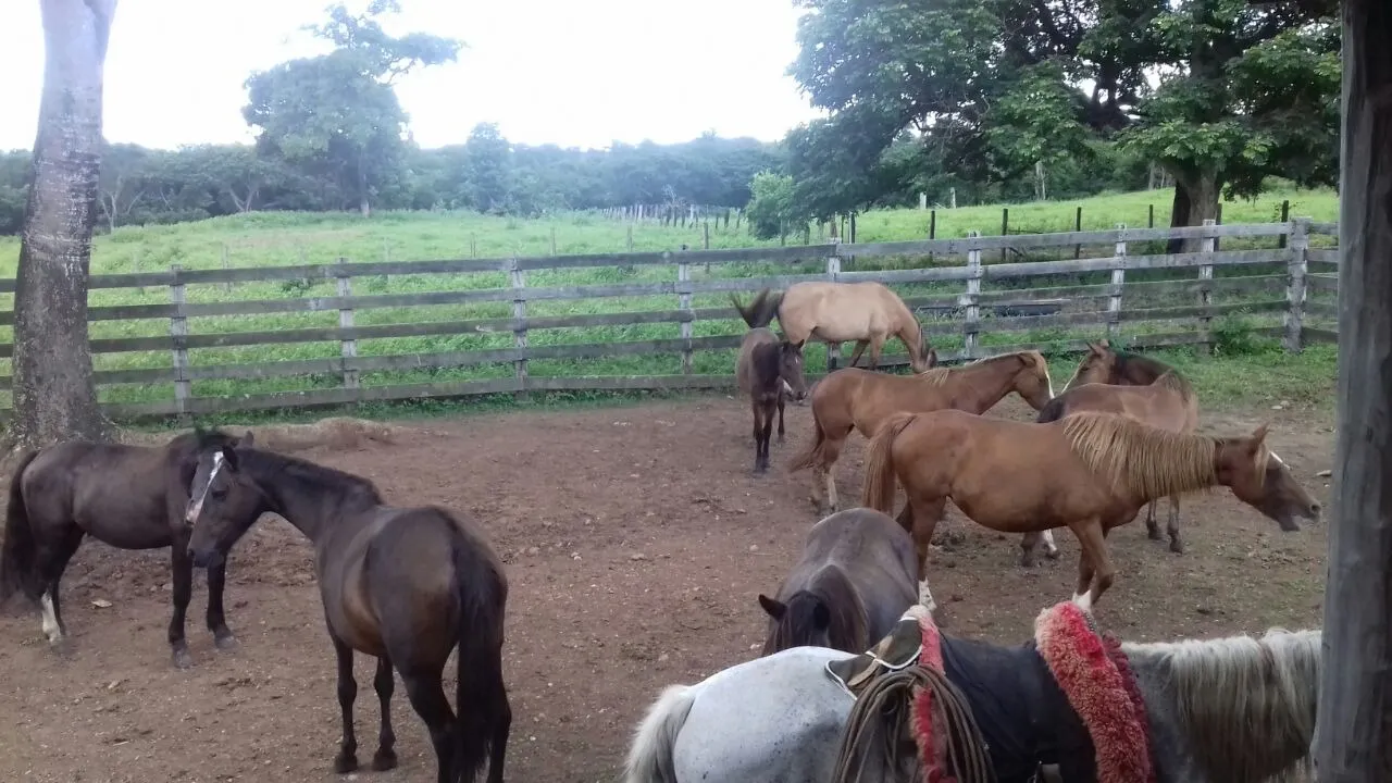Fazenda à venda de 1.952 ha em Poconé, MT, Brasil