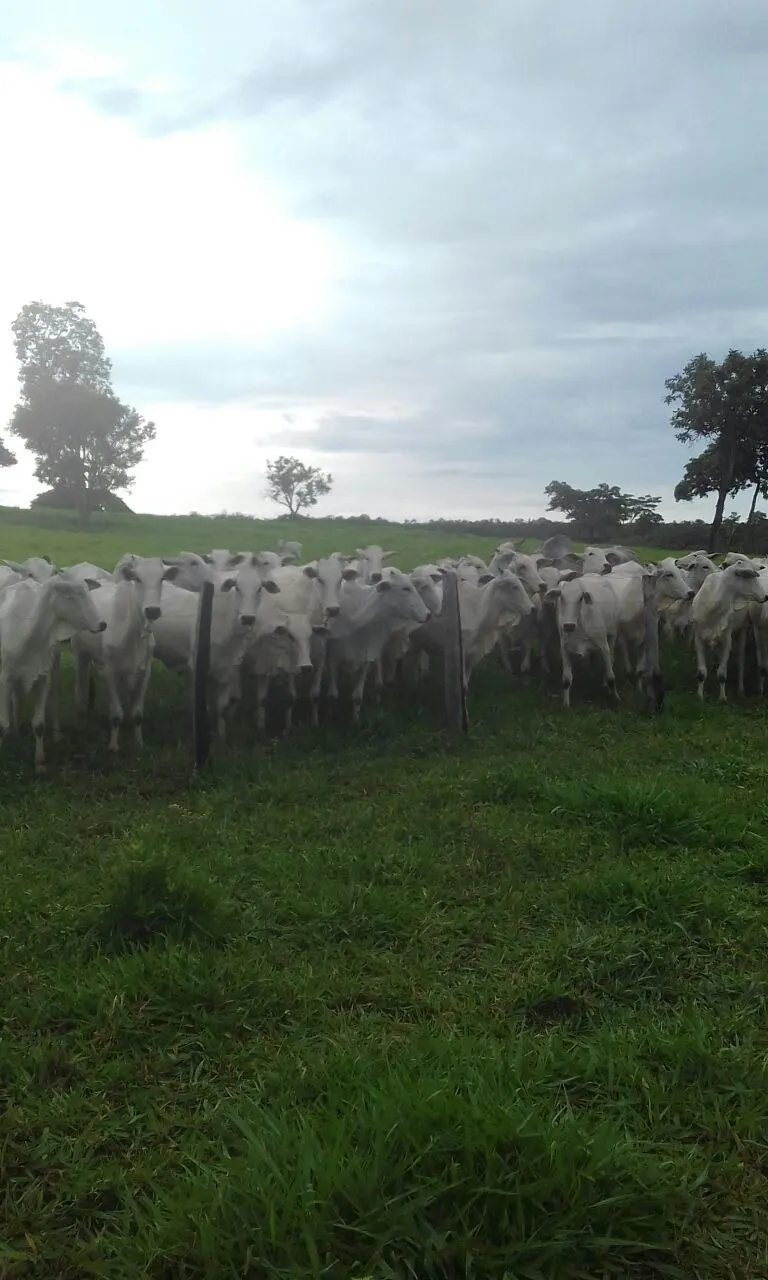 Fazenda à venda de 1.952 ha em Poconé, MT, Brasil