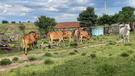 Fazenda à venda de 101 ha em Parobé, RS, Brasil
