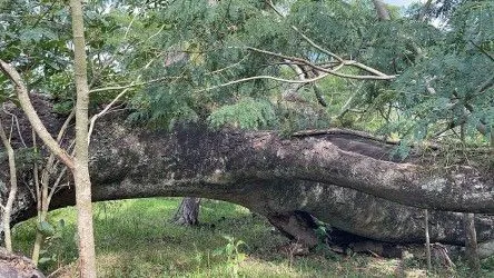 Fazenda à venda de 101 ha em Parobé, RS, Brasil