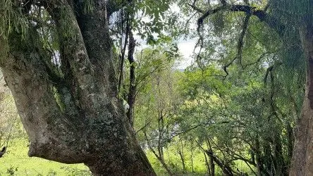 Fazenda à venda de 101 ha em Parobé, RS, Brasil