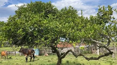 Fazenda à venda de 101 ha em Parobé, RS, Brasil