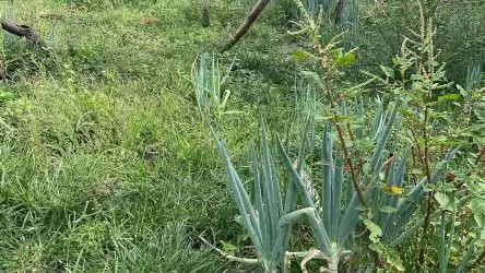 Fazenda à venda de 101 ha em Parobé, RS, Brasil