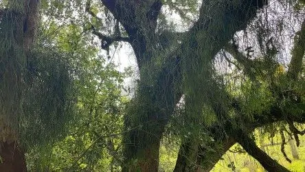 Fazenda à venda de 101 ha em Parobé, RS, Brasil