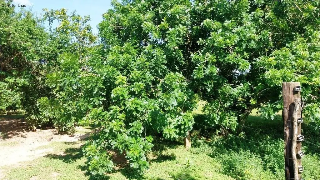 Small farm for sale of 40 acres in Araçoiaba da Serra, SP, Brazil