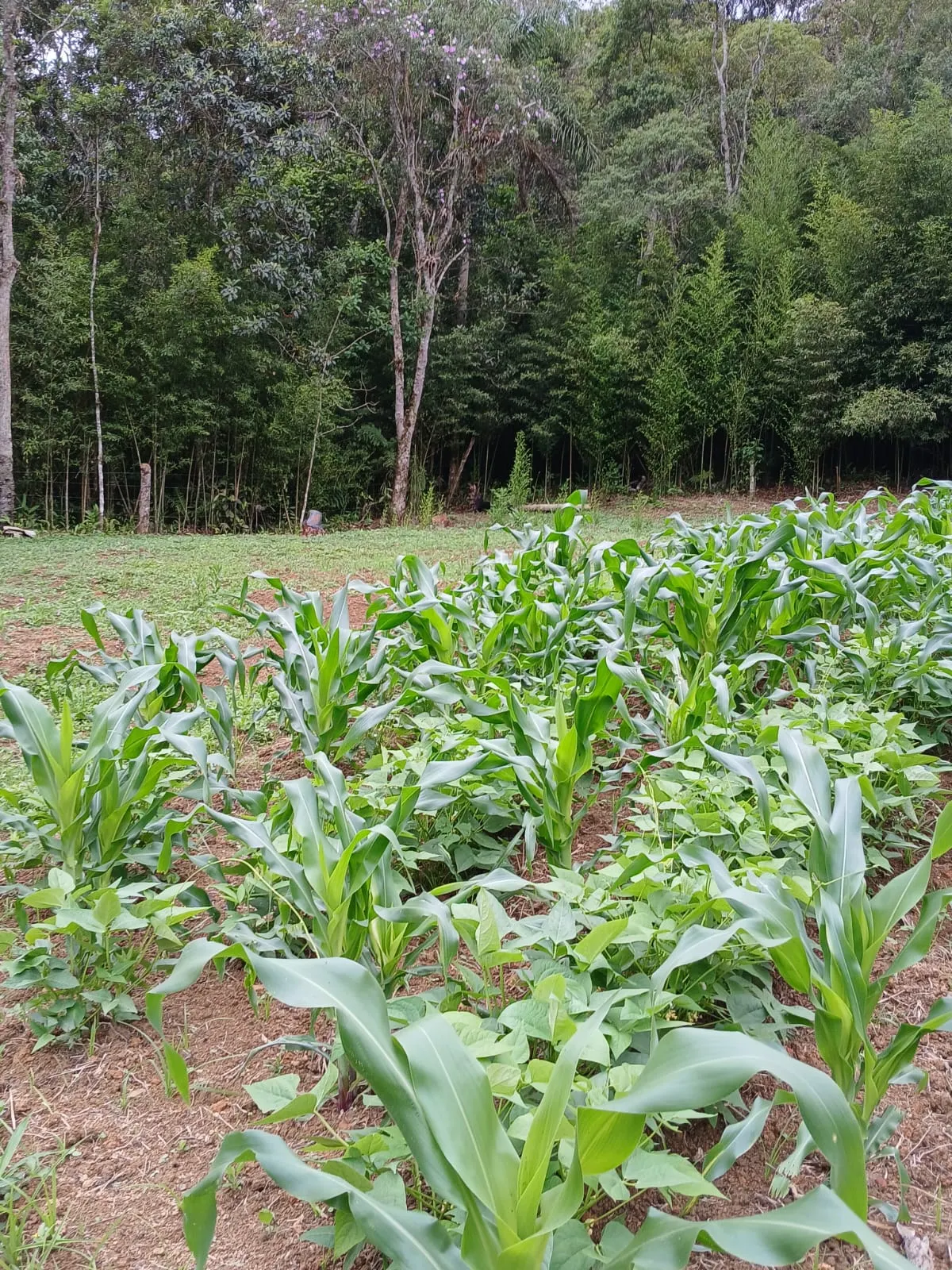 Country home for sale and to rent of 2,000 m² in São Paulo, SP, Brazil