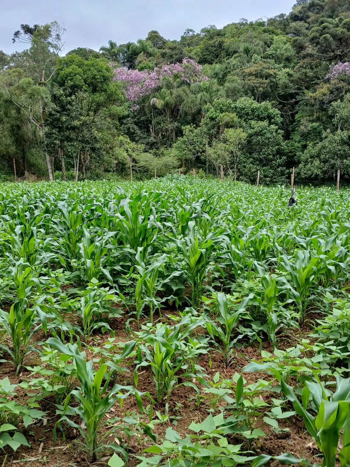 Chácara à venda e para Arrendar de 2.000 m² em São Paulo, SP, Brasil