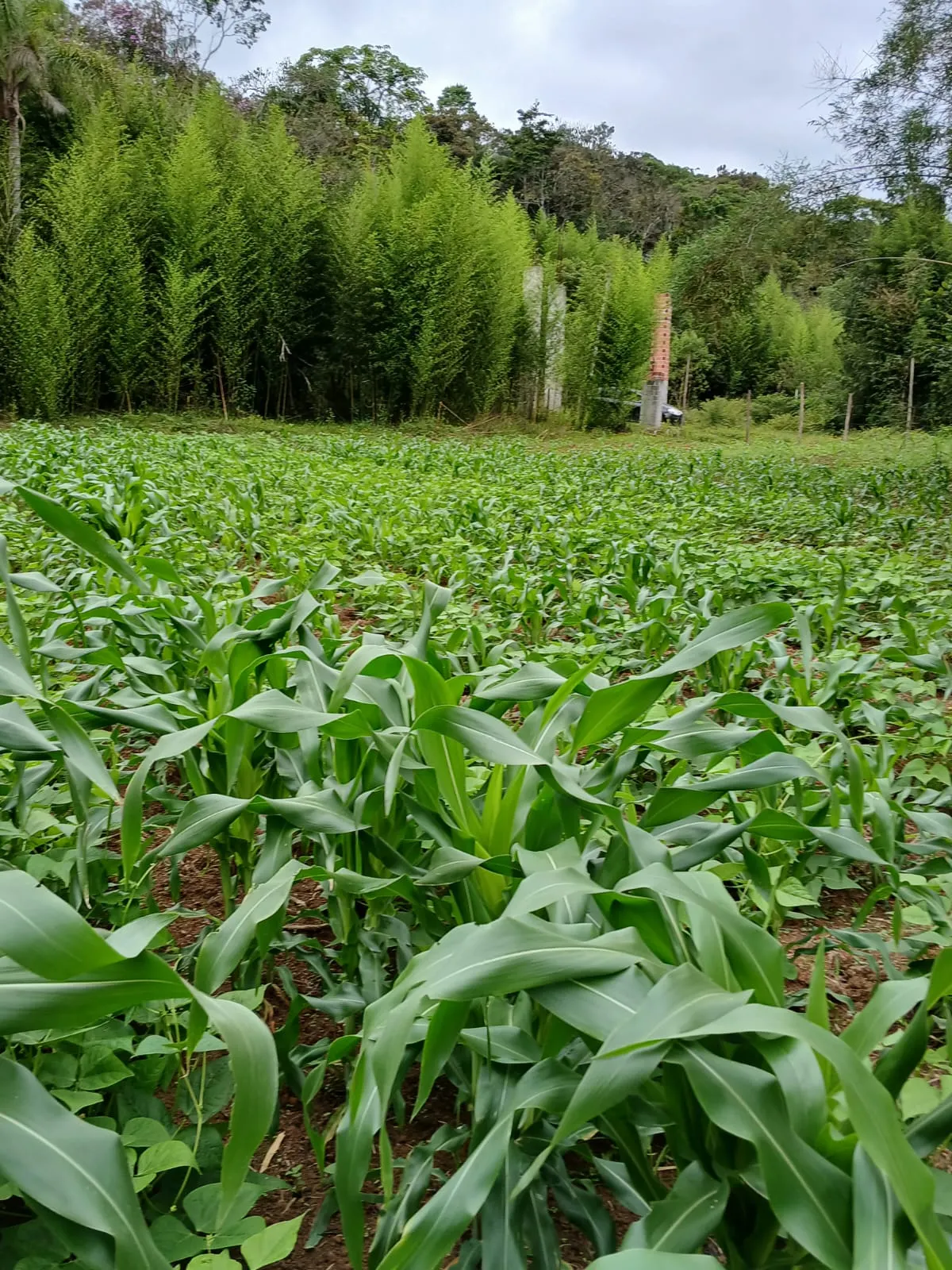 Country home for sale and to rent of 2,000 m² in São Paulo, SP, Brazil